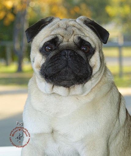 Pug 9K031D-09.JPG